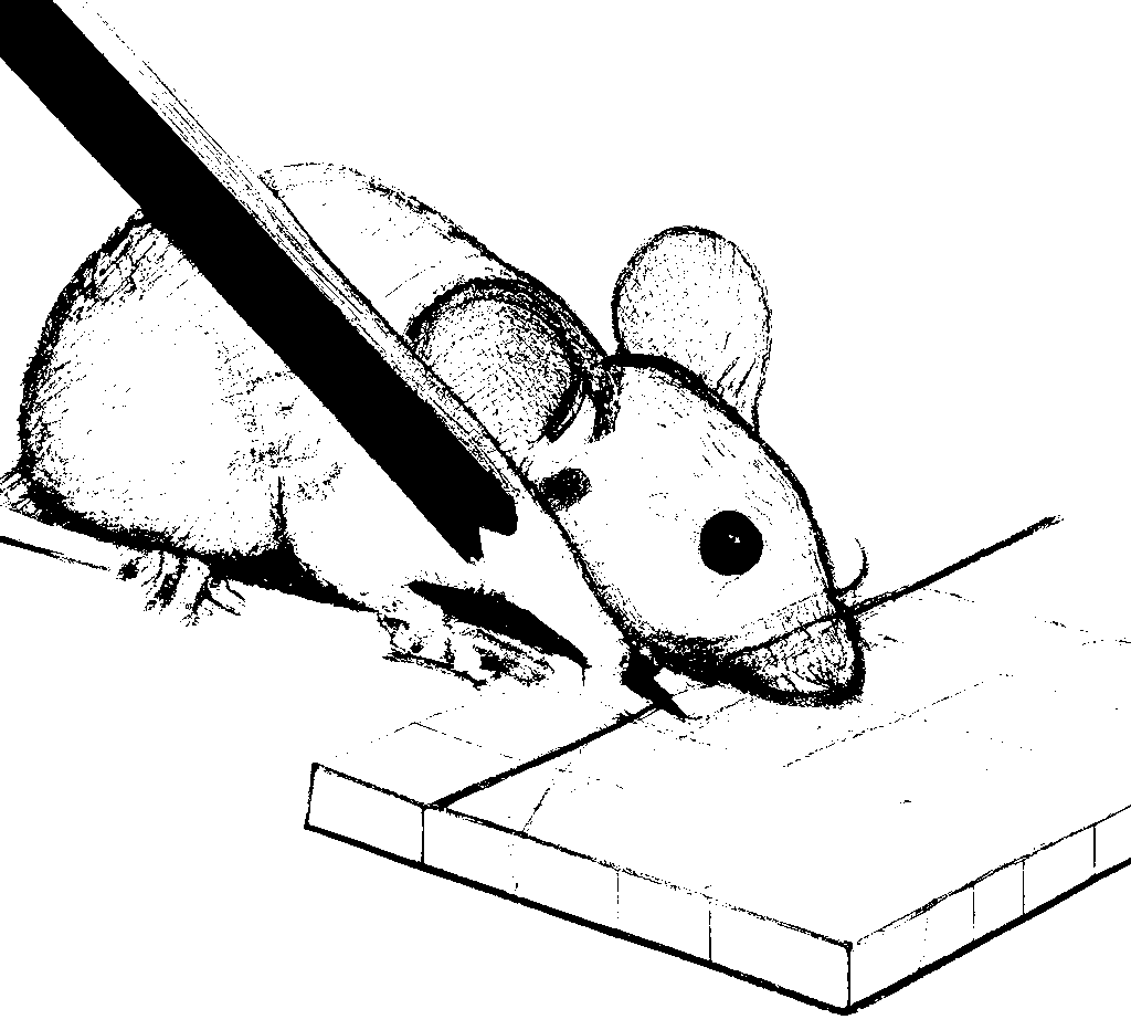 /calculating sample size.webp